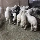 بهم للبيع 19