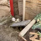 ارانب بلديه