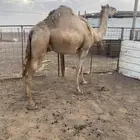 ناقه طيبه خفوت للبيع