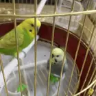 للبيع عصافير حب مادري عاد هم متوافقين او لا