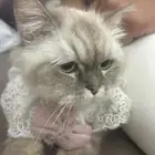 قطط تبي