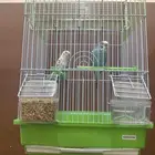 طيور الحب مع اغراضهم