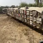 جبوح محايلي فاضي للبيع