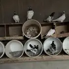 للبيع حمام هنديات