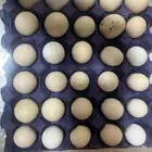 يوجد بيض حساوي الليع