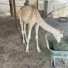 قعود ذكر بعير