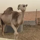 الناقه حايل في الخرج للبيع