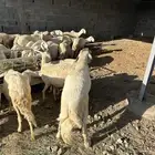 37 ضان جبرات