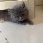 قطط للتبني تم التبني