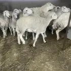 تم البيع حريات صنف
