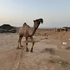 بعير للبيع
