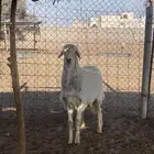 خروف حري جذع طيب