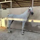 حصان واهو