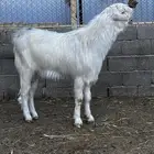 تيس فحل شامي ابيض