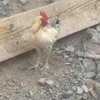 ديوك بلدي العدد 3 ديوك شرط نظافه وصحه