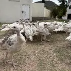 دجاج رومي للبيع