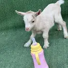 ماعز قزم تشيكي أمريكي