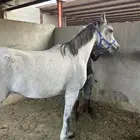 فرس مصرية للبيع