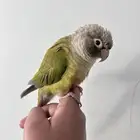 كنيور اليف هدد