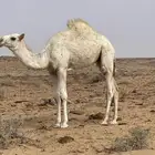 قعود للبيع