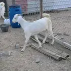تيس وجفره (تم البيع)
