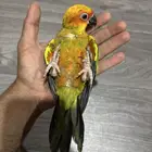 فرخ صن كنيور