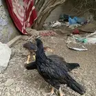 فروخ سندي صافي