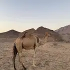 ناقه مسحوب ولدها