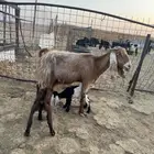 عنز معها توم