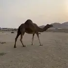 للبيع ناقه ساحليه حمرا