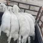 طليان العدد 5 شعره درجه اول