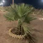 نخل واشنطني امريكي