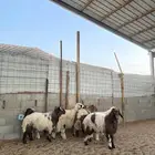 تيوس عوارض