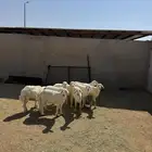 8- بهم حري