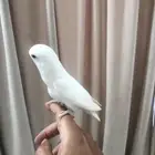 انثى روز اليفه ومنتجه