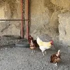 دجاج لوهمان براون