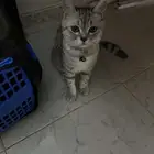 بسه مع جميع مستلزمات وذكر العمر 9شهور ب 150 ابوعريش