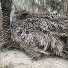 سعف جريد