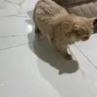 قط ذكر للتبني