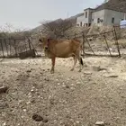 بقر دفع