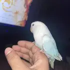 روز