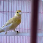 للبيع ذكر كناري