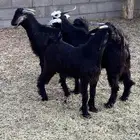 ثلاثه تيوس تيوس فل شحم