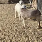 خرفان.حري