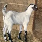 مشروع تيس بيشي