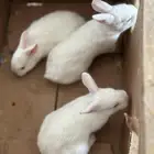 أرنب فرنسي صحتهم شرط