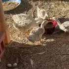 بط بكيني