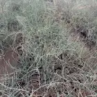 للبيع شتلات رمث