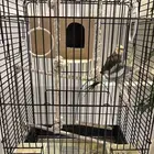 طيور الكروان