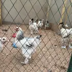 دجاج برهما بياض